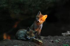 Fuchs - Zum Vergroessern klicken!
